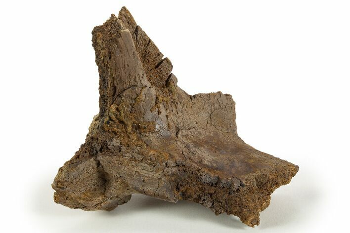 Fossil Hadrosaur Vertebral Arch Section - Wyoming #316894